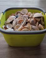 Grote bak vol schelpen, Ophalen