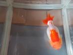 Ranchu, Dieren en Toebehoren, Vis