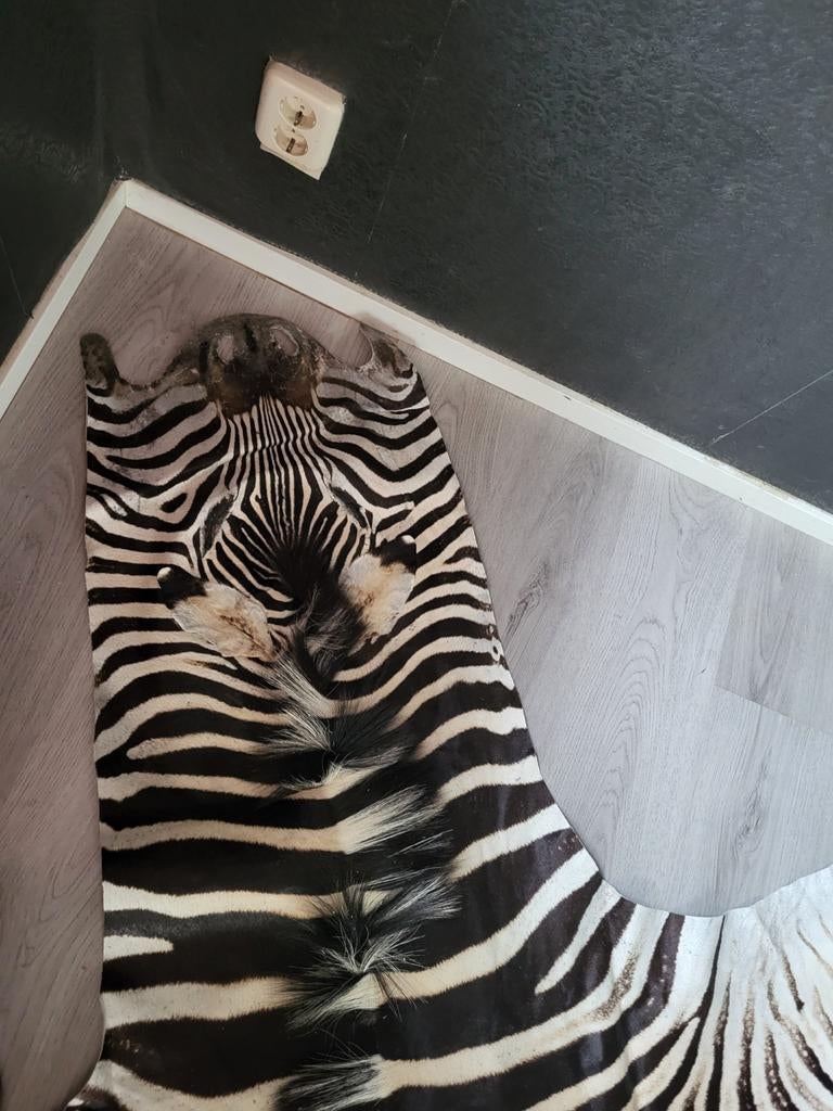 Nieuw Zebra Kleed - Prachtig!, Ophalen of Verzenden, 200 cm of meer, Overige vormen, Zwart