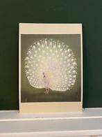 Pauw - Ohara Koson - 1 kunst kaart A4, Olphy, Info@olphy.nl, Nieuw, Ophalen of Verzenden