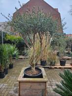 Olijfboom Multistam - 2 modellen, Tuin en Terras, Planten | Bomen, Bloeit niet, Ophalen of Verzenden, 100 tot 250 cm, Olijfboom
