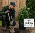 Haag aanplanten? Hovenier! Direct beschikbaar! Met garantie, Ophalen of Verzenden, Zomer, Siergrassen, Volle zon