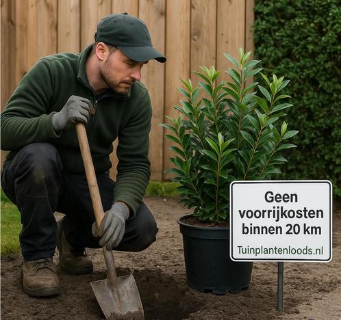 Haag aanplanten? Hovenier! Direct beschikbaar! Met garantie, Tuin en Terras, Planten | Tuinplanten, Siergrassen, Volle zon, Zomer