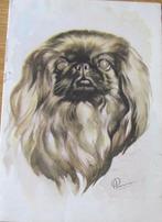 Getekende pekinees op ansichtkaart - 1960, Verzenden, 1940 tot 1960, Gelopen, Hond of Kat