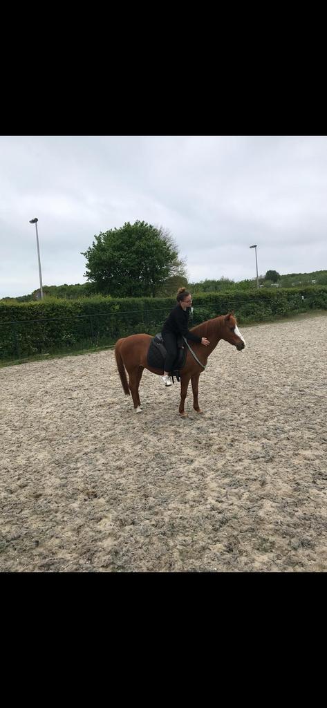 Bijrijder / Verzorger aangeboden, Dieren en Toebehoren, Paarden en Pony's | Verzorgingsproducten, Nieuw, Ophalen of Verzenden
