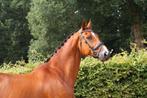 Stoere 14 jarige Allrounder, Dieren en Toebehoren, Paarden, Gechipt, Ruin, M, Dressuurpaard