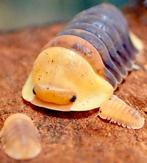 isopods cubaris rubber ducky, Dieren en Toebehoren, Overige soorten