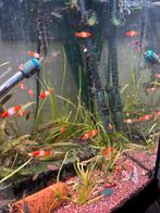 hele mooie zwaarddrager koi kohaku voor maar 3.50 per stuk, Dieren en Toebehoren, Vissen | Aquariumvissen, Vis, Zoetwatervis, Schoolvis