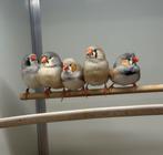 Zebravinken, Dieren en Toebehoren, Vogels | Overige Vogels, Meerdere dieren