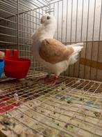 Oud hollandse meeuwen 2 koppels €20, Dieren en Toebehoren, Meerdere dieren, Overige soorten