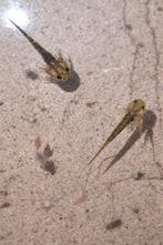 Baby axolotls opzoek naar een nieuw huis, Dieren en Toebehoren