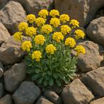 Rotsschildzaad (Aurinia saxatillis), Volle zon, Vaste plant, Zomer, Ophalen