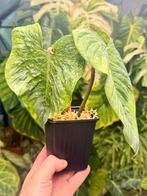 Philodendron Sodiroi Variegated, Huis en Inrichting, Kamerplanten, Verzenden, Halfschaduw, Minder dan 100 cm