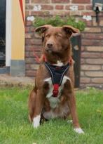 Beeztees Uni – Hondentuig – Rood – 26-40 cm x, Dieren en Toebehoren, Ophalen of Verzenden