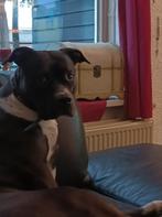Lieve Amerikaanse Bully XL, Dieren en Toebehoren, Honden | Bulldogs, Pinschers en Molossers, Rabiës (hondsdolheid), 1 tot 2 jaar