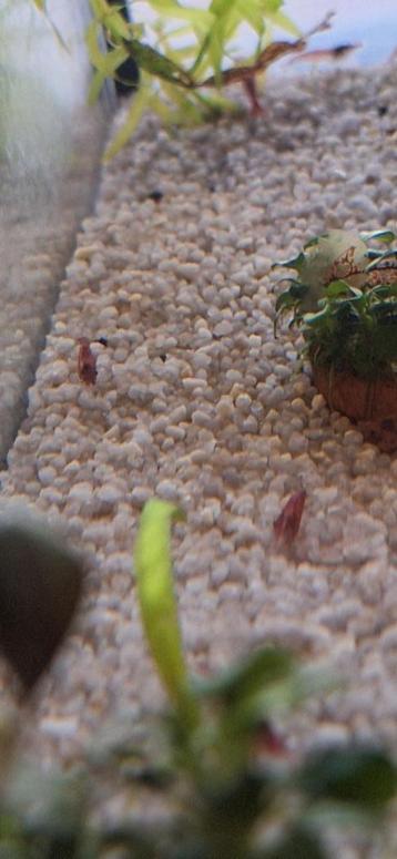 rode garnalen neocaridina  beschikbaar voor biedingen