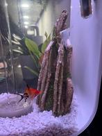 biorp aquaria, Dieren en Toebehoren, Vissen | Aquaria en Toebehoren, Ophalen, Gebruikt, Biorp, Onbekend