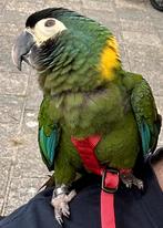 Geelnek Papegaai (Ara Auricollis) Incl. volledige uitrusting, Mannelijk, Papegaai, Geringd
