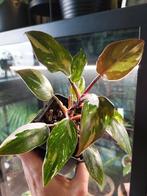 Philodendron red anderson, Ophalen, Overige soorten, Minder dan 100 cm