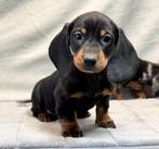 teckel pups, Dieren en Toebehoren, CDV (hondenziekte), 8 tot 15 weken, Korthaar, Dwerg
