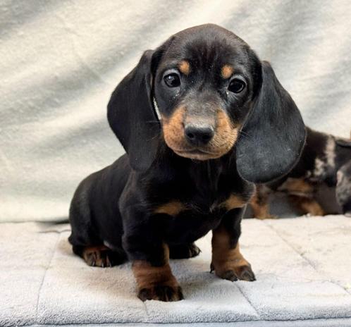 teckel pups, Dieren en Toebehoren, Honden | Teckels en Dashonden, Meerdere dieren, Korthaar, Dwerg, Particulier, Meerdere, Nederland