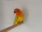 Agapornis Koppel Fisheri Geel dilute, Dieren en Toebehoren, Vogels | Parkieten en Papegaaien, Meerdere dieren, Dwergpapegaai of Agapornis