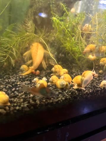 Corydora Orange Venezuela beschikbaar voor biedingen