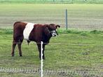 Lakenvelder stierkalf,robuust kalf moeder 15% Belgisch blauw, Dieren en Toebehoren, Runderen, Mannelijk, 0 tot 2 jaar