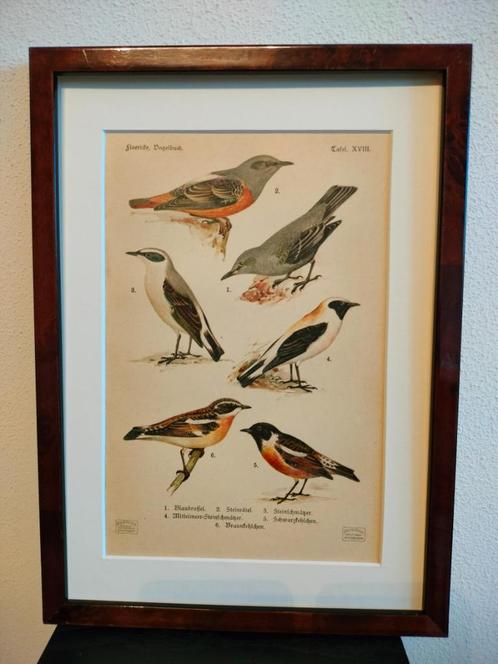 Litho Floericke Wielewaal Tapuit Paapje Rotslijster 1922, Antiek en Kunst, Kunst | Litho's en Zeefdrukken, Verzenden