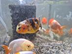 7 x ranchu, Dieren en Toebehoren, Vissen | Aquariumvissen, Vis