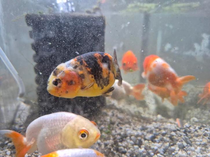 7 x ranchu, Dieren en Toebehoren, Vissen | Aquariumvissen, Vis