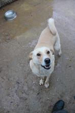 Goedzak murphy ter adoptie!, Dieren en Toebehoren, Honden | Niet-rashonden, Rabiës (hondsdolheid), Reu, Groot, Eén hond