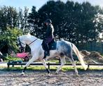 Super mooie schimmelbonte ruin (vh ggk NRPS) inruil mogelijk, Dieren en Toebehoren, Paarden, Ruin, Dressuurpaard, L, 7 tot 10 jaar