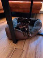 Prachtige Dachshund/ Keeshond puppy Reu!, Dieren en Toebehoren, Honden | Chihuahua's en Gezelschapshonden, Particulier, 8 tot 15 weken