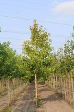 Amberboom - Liquidambar styraciflua, Ophalen, Volle zon, Overige soorten