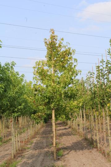 Amberboom - Liquidambar styraciflua beschikbaar voor biedingen