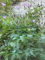 Ooievaarsbek geraniums, in ruil voor stekjes, Volle zon, Vaste plant, Zomer, Ophalen