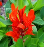 Canna (Indisch bloemriet), Tuin en Terras, Planten | Tuinplanten, Zomer, Ophalen of Verzenden, Volle zon