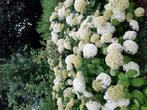 Onbespoten Hortensia's Annabelle Pluim Boeren Engelse, Ophalen, Overige soorten, Halfschaduw