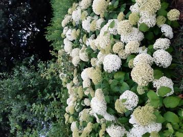 Onbespoten Hortensia's Annabelle Pluim Boeren Engelse beschikbaar voor biedingen
