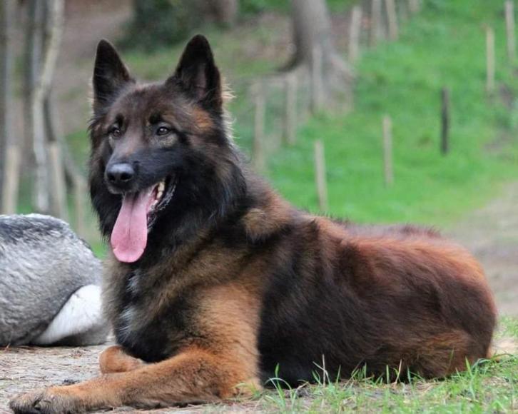 Dekreu Mechelse Herder Knpv Ph1 en Object., Dieren en Toebehoren, Honden | Dekreuen, Reu, Particulier, Eén hond, Nederland, 6 jaar of ouder