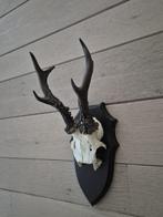 Mooi Ree gewei zes ender op schild jacht mancave c35, Ophalen of Verzenden, Hert, Gewei of Kop