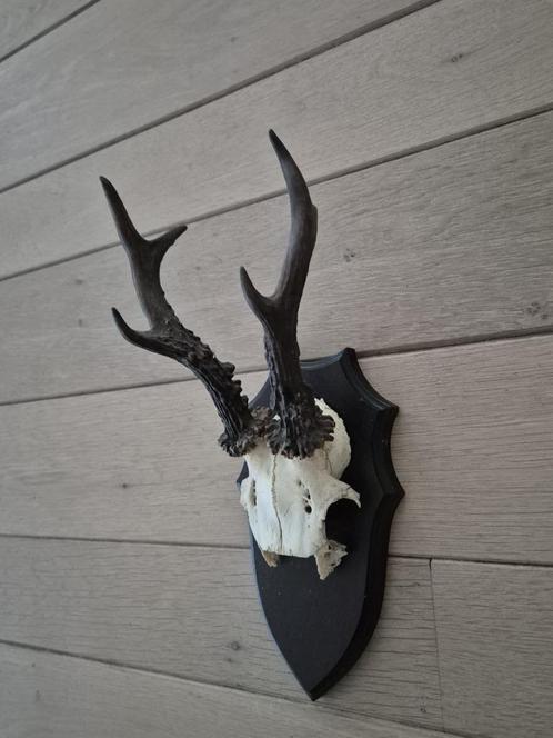 Mooi Ree gewei zes ender op schild jacht mancave c35, Verzamelen, Dierenverzamelingen, Gewei of Kop, Hert, Ophalen of Verzenden