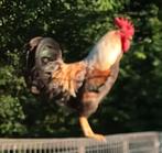 Kleurlegger hanen te koop!, Dieren en Toebehoren, Mannelijk, Kip