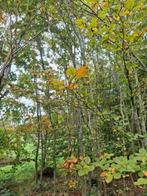 Groene en rode beuken bomen, Tuin en Terras, Bloeit niet, Overige soorten, 400 cm of meer, Ophalen
