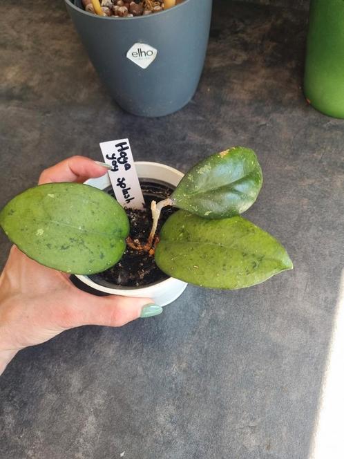 Hoya joy, Huis en Inrichting, Kamerplanten, Overige soorten, Minder dan 100 cm, Ophalen of Verzenden