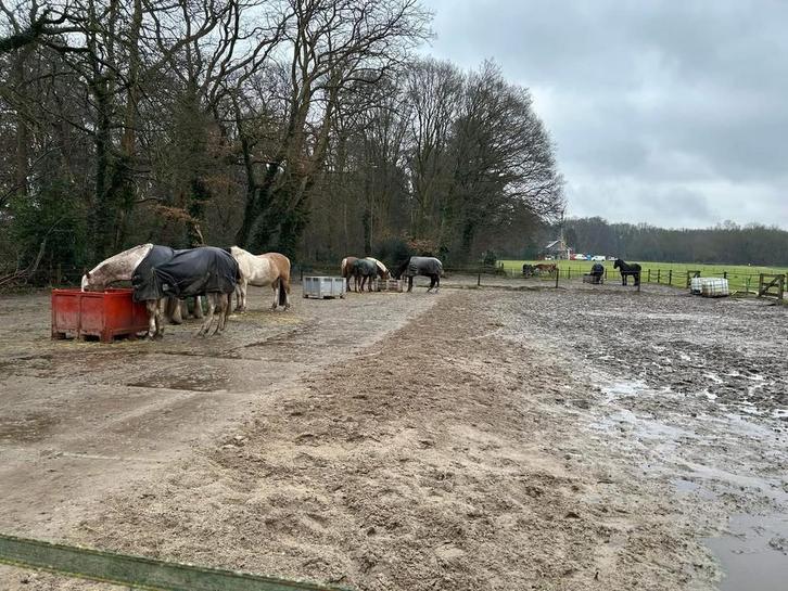 Stalling / weidegang, Dieren en Toebehoren, Stalling en Weidegang, Stalling