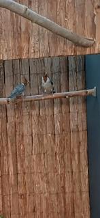 Roodkuifkardinaal pop ruilen, Dieren en Toebehoren, Vogels | Overige Vogels, Vrouwelijk, Tropenvogel, Geringd