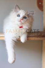 Ragdoll Kittens Bicolor, Blue, Lynx, Seal, Dieren en Toebehoren, Katten en Kittens | Raskatten | Langhaar, Meerdere dieren, Gechipt