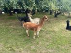 Alpaca merries, Mei, Vrouwelijk